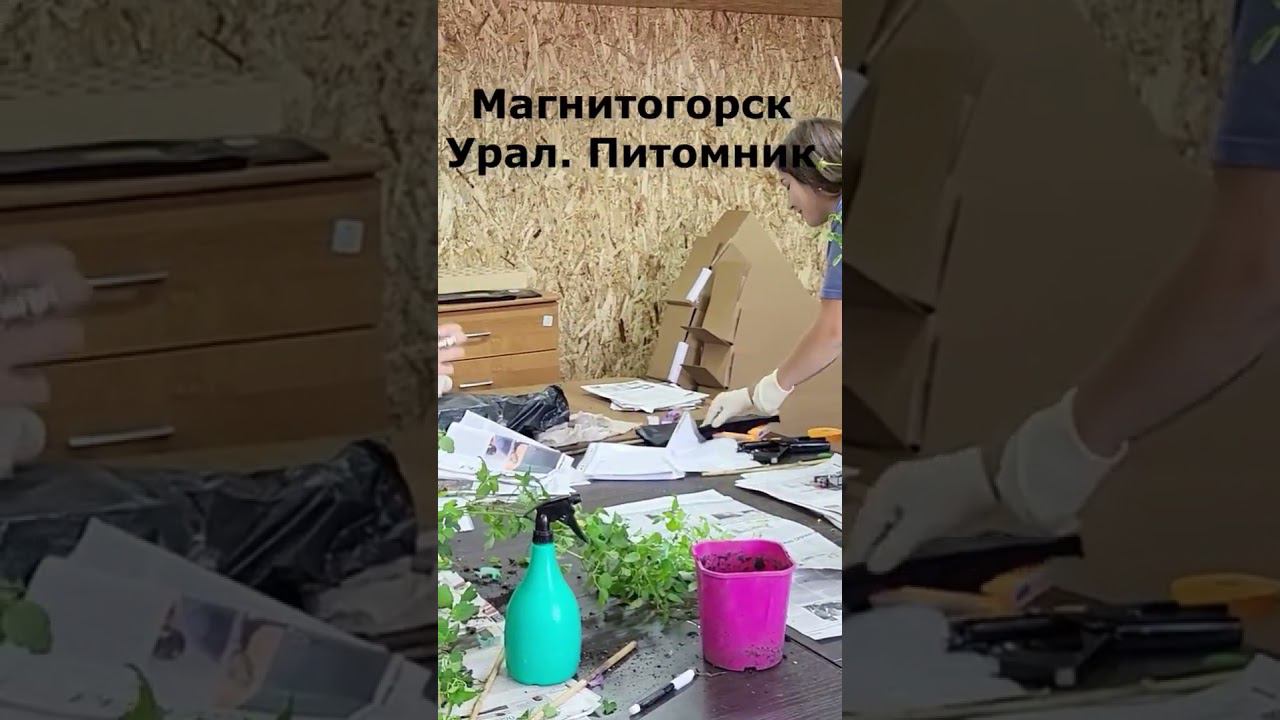 Как переносят саженцы пересылку. Саженцы почтой и СДЕК. Спрашивайте каталог на вацап 89193271772 смотреть онлайн