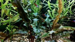 МОЖНО ЛИ ВЫРАЩИВАТЬ ОЗЁРНЫЕ И РЕЧНЫЕ РАСТЕНИЯ В ТРОПИЧЕСКОМ АКВАРИУМЕ???