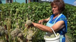 Ялтинский лук из семян. Как вырастить ялтинский лук. Сбор семян лука. Семена лука как собрать.