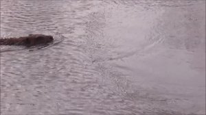 бобёр от нас удрал