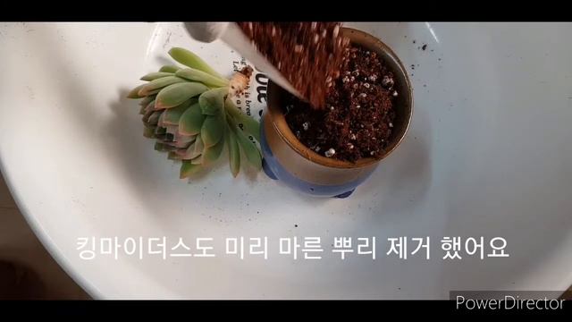 #청옥 : Sedum burrito #킹마이더스 : Echeveria sp смотреть онлайн