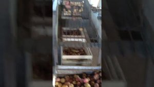 Сортировка картофеля