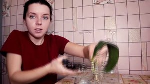Орхидея без земли    РАЗМНОЖЕНИЕ И ОБРЕЗКА СТВОЛА