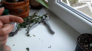 ФОРМИРУЕМ  ШТАМБ у МИРТА.  ЧЕРЕНКОВАНИЕ и УКОРЕНЕНИЕ в тепличке.