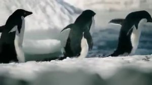 Антарктида, природа