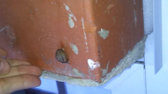 Как заселить уличную улитку // улитку средней полосы //:-D смотреть онлайн