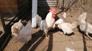 Почему именно весной куры клюют яйца.....