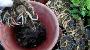 Калла, выкопка, хранение, важные условия для хранения!!!