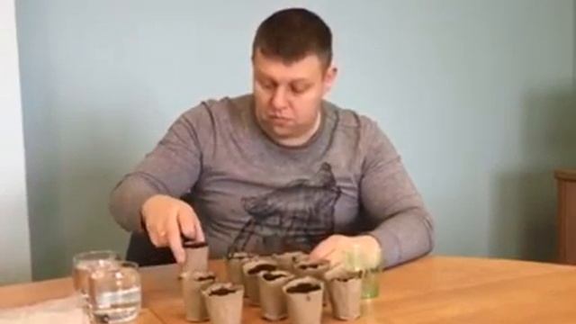 Второй этап - сажаем семена в торфяные горшки