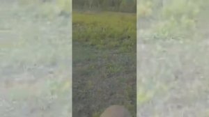 Нападения косуль на людей