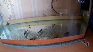 Пропали улитки из аквариума