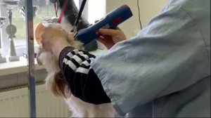 Грумминг Цвергшнауцера // Grooming MiniatureSchnauzer
