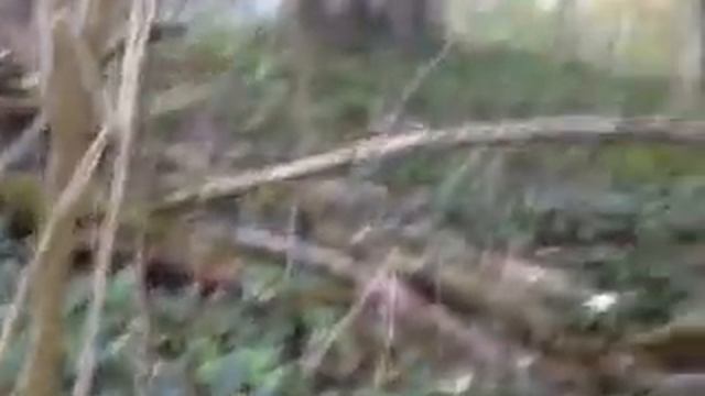 осенние опята 2014 смотреть онлайн