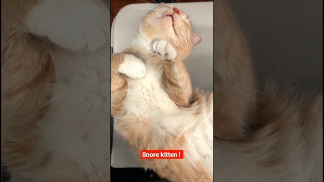 Snoring Cat Sound  #Short