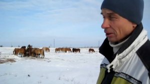 Татарские лошади Фарита Набиуллина