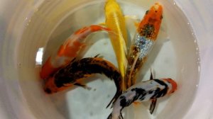 ОЧЕНЬ КРАСИВЫЕ ЦВЕТНЫЕ КАРПЫ кои для пруда! Каких купить?