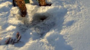 Ловля окуня на балансир/ Красноярское море/ Залив Езагаш