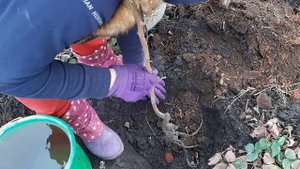 Ноябрь. Пополняем сад экзотическими плодовыми деревьями. Хурма Божий дар.