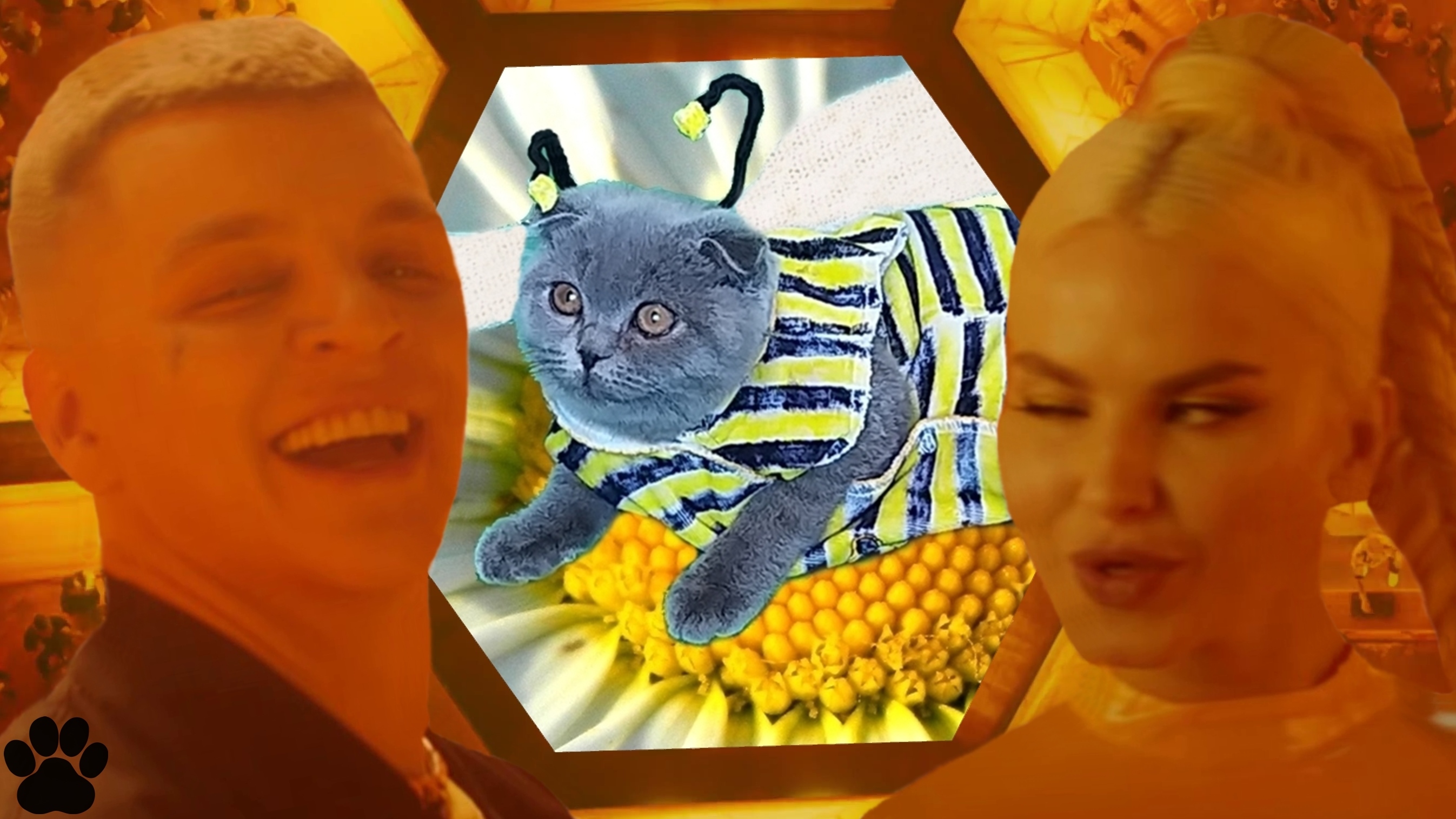 Rasa пародии. Пчеловод rasa кошка. Rasa пчеловод ремикс. Фото Егора шипа 2022 года милые. Rasa - пчеловод жара 2021.