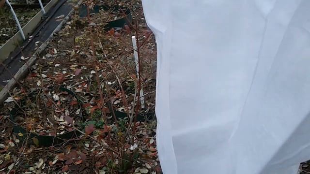 УКРЫВАЕМ ГОЛУБИКУ НА ЗИМУ