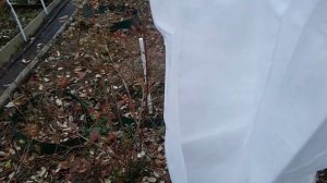 УКРЫВАЕМ ГОЛУБИКУ НА ЗИМУ
