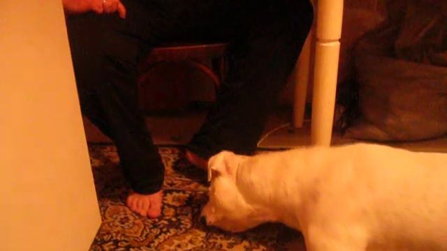 рабочий пёс баксёр альбинос