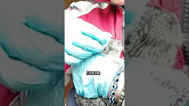 ПРОБЛЕМЫ С ГЛАЗАМИ У ШИНШИЛЛЫ|ЛЕЧИМ КОНЪЮКТИВИТ