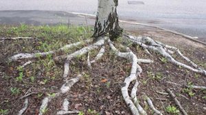 4 самых опасных дерева которые лучше не сажать на своём огороде!