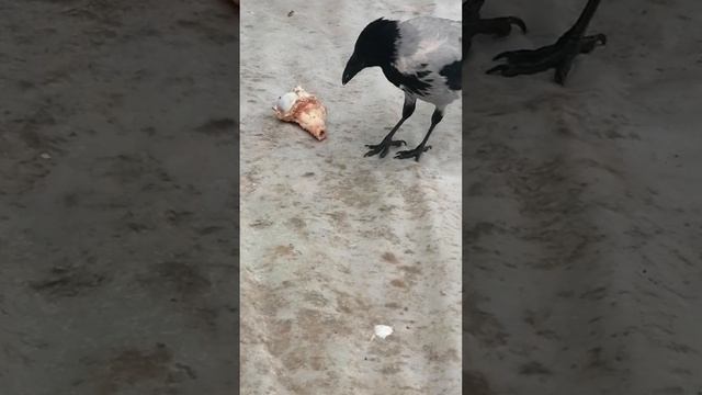 Показываю, как ворона ест костный мозг / Hooded crow eats bone marrow