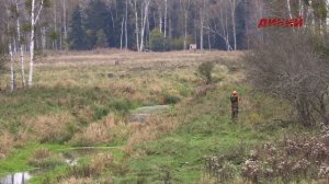 Охота в Беларуси. Загонная охота в Беловежской пуще