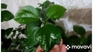 ХОНА ГУЛЛАРИ