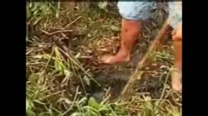 Ловля рыбы на суше в норах!!!