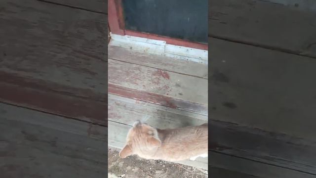 Мурлик бросил курить! #маэстро #кот #мурлик #котмурлик смотреть онлайн