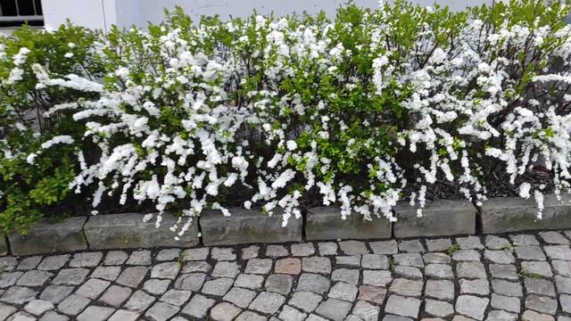 КВІТИ САДУ Спірея ідеальний паркан з квітами #сад #спірея #flowers #весна #квіти смотреть онлайн