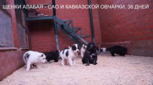 Щенки кавказской овчарки и алабая, среднеазиатской овчарки www.r-risk.ru +7 9262205603 Татьяна