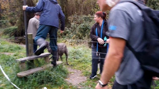 Worldwide Whippet Walk Day - Blenhem NZ смотреть онлайн