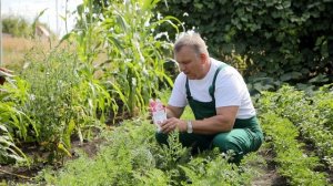 Как правильно вырастить морковь на участке