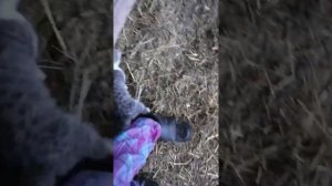 Котята, которым я уколола Аверсект, чувствуют себя лучше. Слава богу!