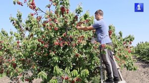 Первую тонну нового урожая черешни собрали в Запорожской области
