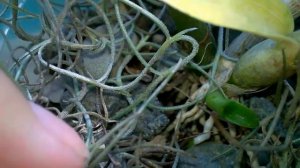 Мои орхидеи реанимашки!!! Эпидендрум Дендробиум Брассавола. #Доминикана.