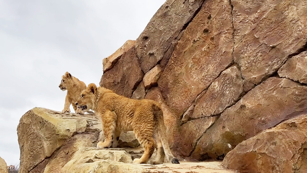 В крымском сафари-парке "Тайган" осваиваются три спасенных львенка / События на ТВЦ