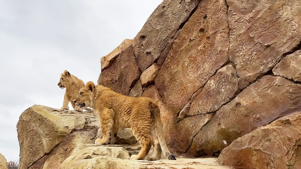 тайган сафари парк. парк тайган львята. парк тайган львята. парк тайган львята. парк тайган крым.