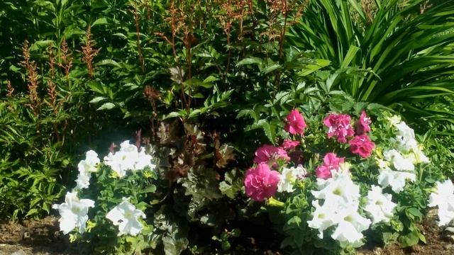 Почему в этом сезоне я не буду сеять на рассаду однолетние цветы? смотреть онлайн