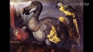 Неизвестные Животные Планеты Земля 162 - "Вымершие" Попугаи