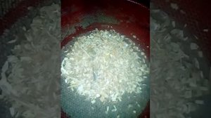 Опарыш разведение