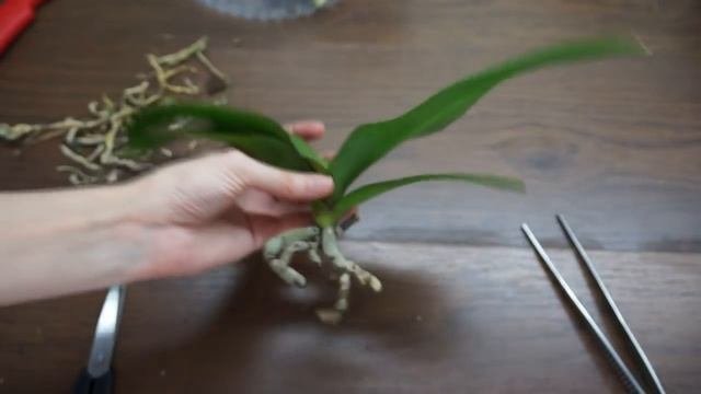 Орхидеи на реанимацию.Фаленопсис без корней