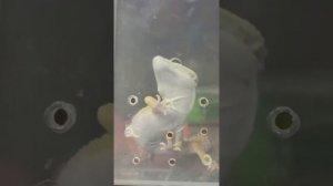 Йога демонстрирует как определить овуляцию у самочки эублефара.