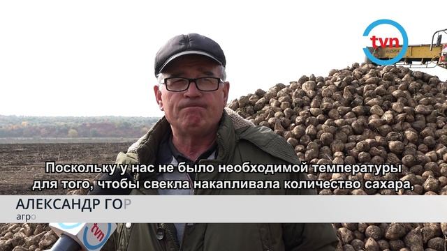 Свеклы больше, а сахара меньше. Что говорят специалисты об урожае в этом году смотреть онлайн