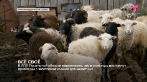 В ЛПХ Тюменской области переживают, что в этом году возникнут проблемы с заготовкой кормов