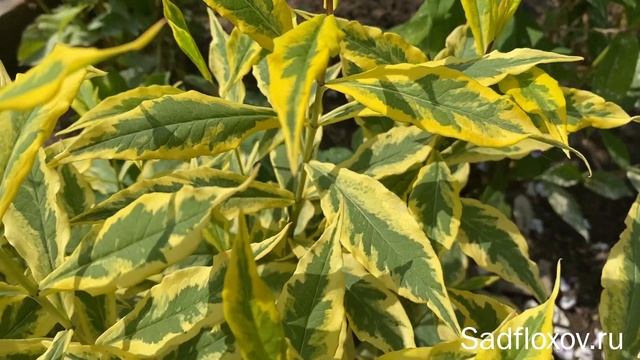 Пестролистный флокс Варшав Санрайз, в моем саду смотреть онлайн